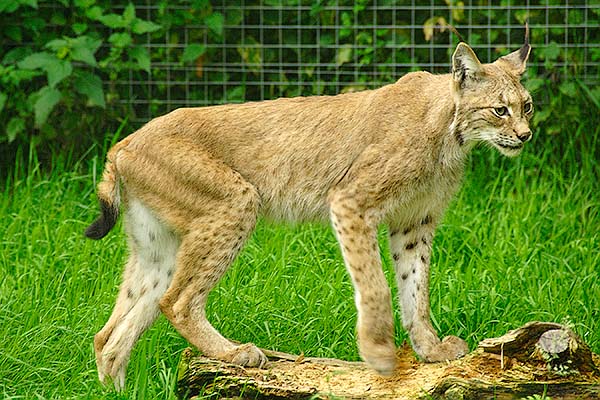 Eurasian Lynx